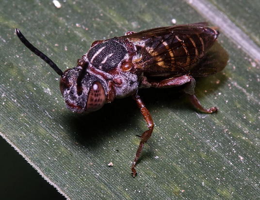 Abeja