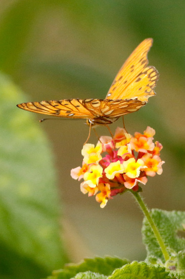 Gulf fritillary