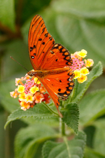 Gulf fritillary