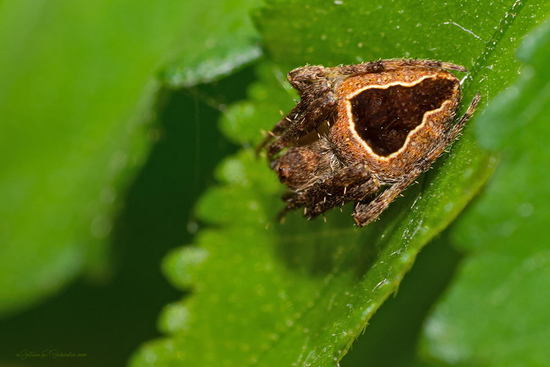 Araña tejedora