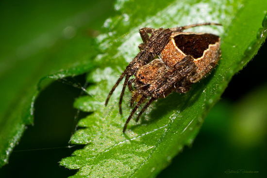 Araña tejedora