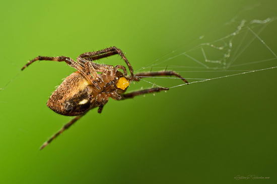 Araña tejedora