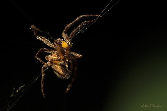Araña tejedora