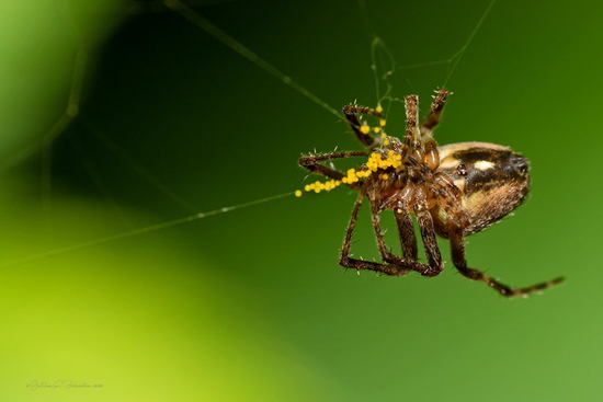 Araña tejedora