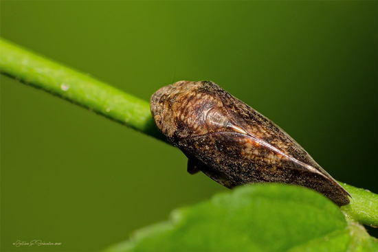 Spittlebug