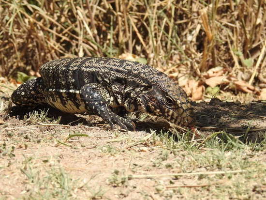 Black-and-white tegu lizard