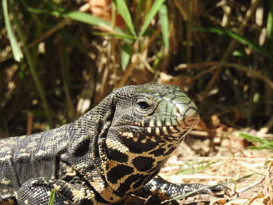 Black-and-white tegu lizard