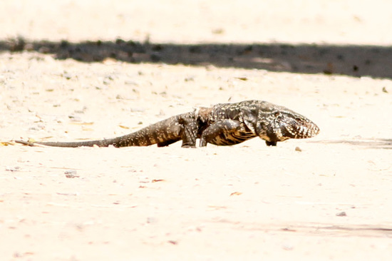 Black-and-white tegu lizard