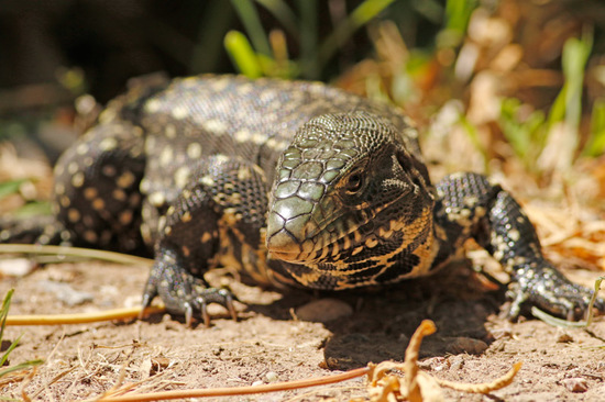 Black-and-white tegu lizard