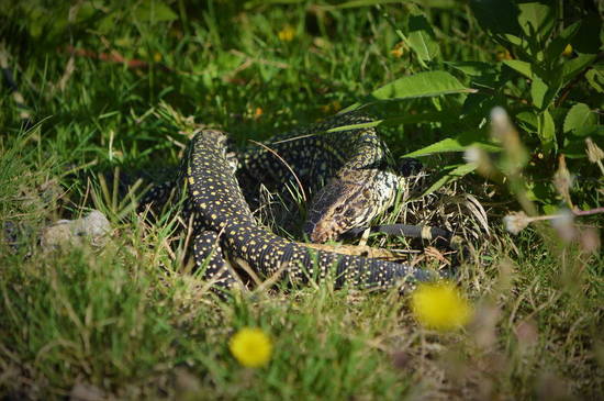 Black-and-white tegu lizard