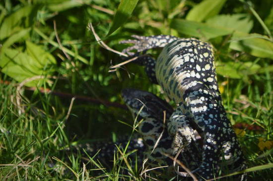 Black-and-white tegu lizard