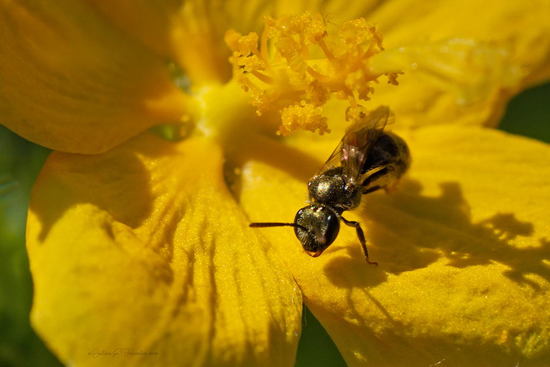 Abeja del sudor
