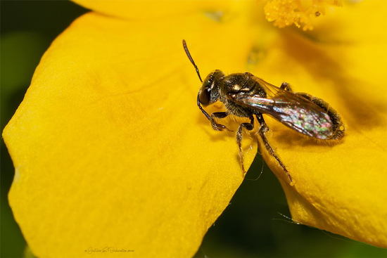 Abeja del sudor