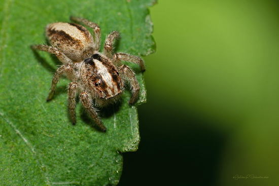 Jumping spider