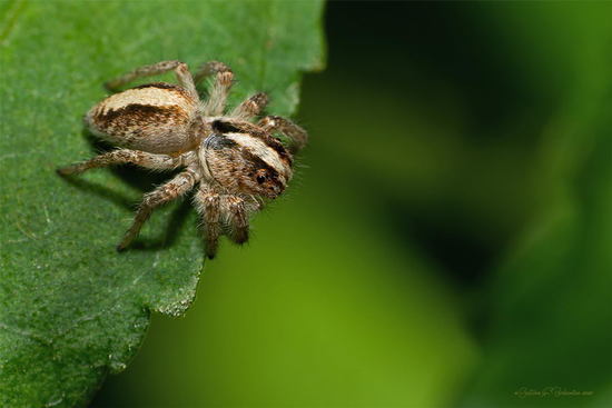 Jumping spider
