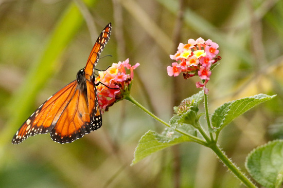 Southern Monarch