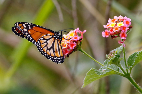 Southern Monarch