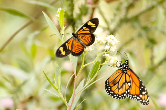 Southern Monarch
