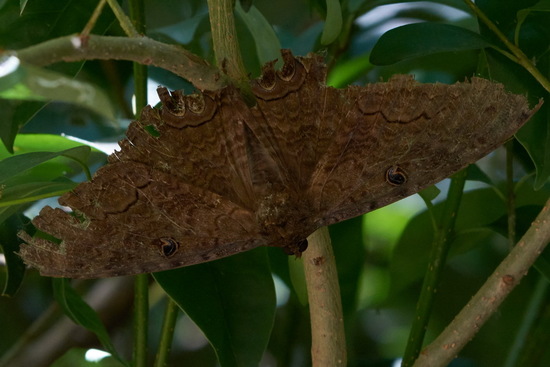 Polilla bruja