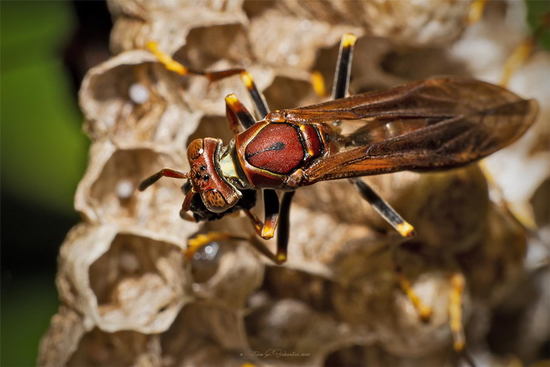 Paper wasp