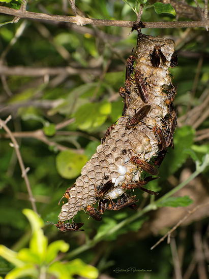 Paper wasp