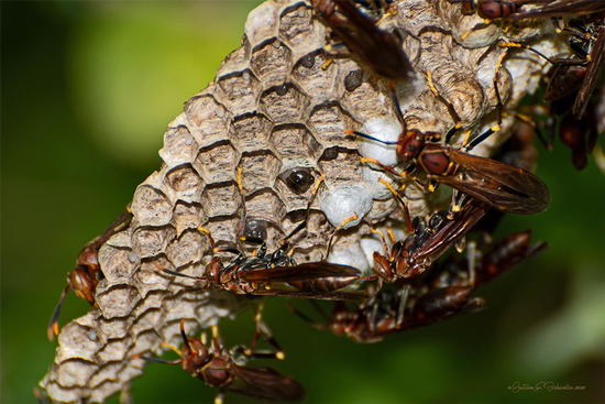 Paper wasp