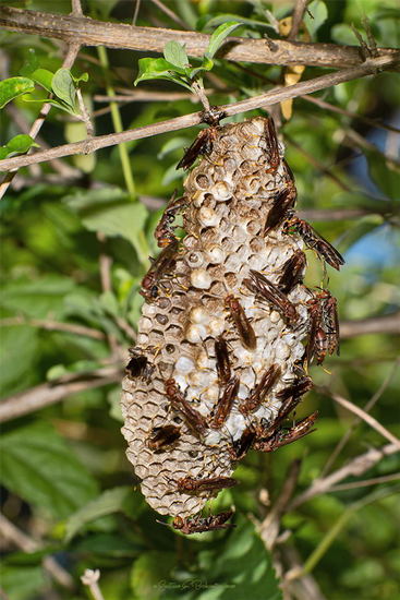 Paper wasp