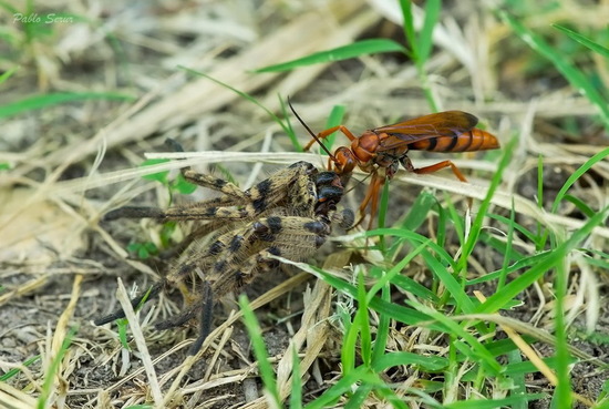 Avispa cazadora de arañas
