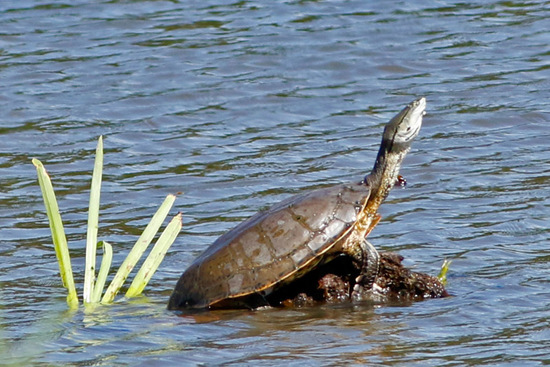 Tortuga de laguna