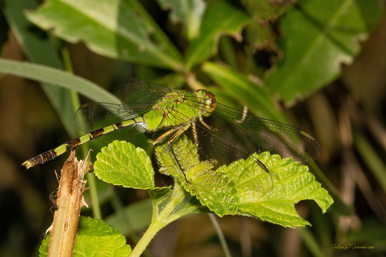 Libélula