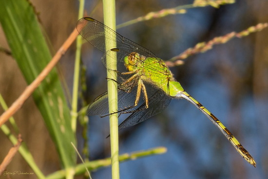 Libélula