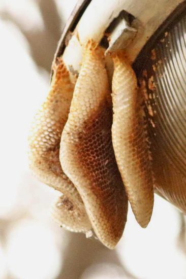 Abeja europea