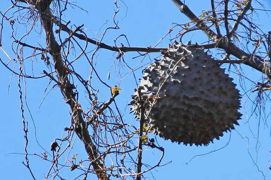 Camuatí