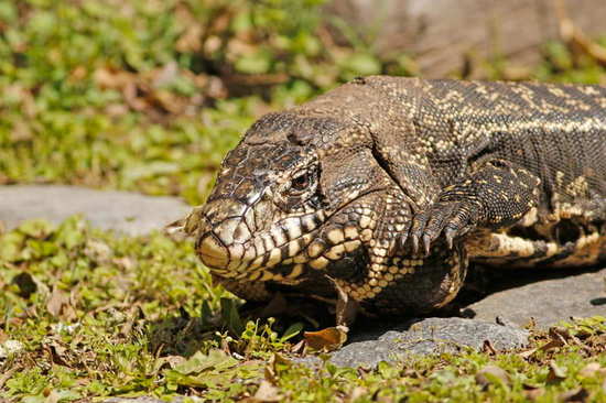 Lagarto overo