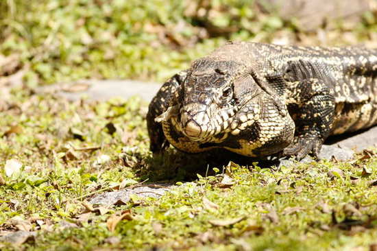 Lagarto overo