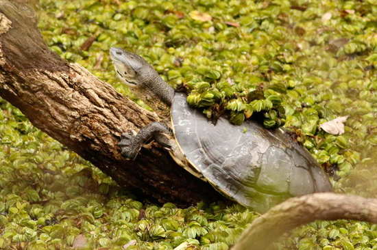 Tortuga de laguna