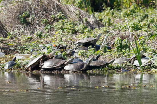 Tortuga de laguna