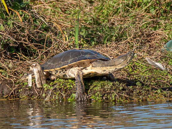 Tortuga de laguna