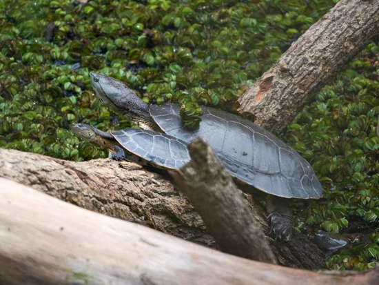 Tortuga de laguna