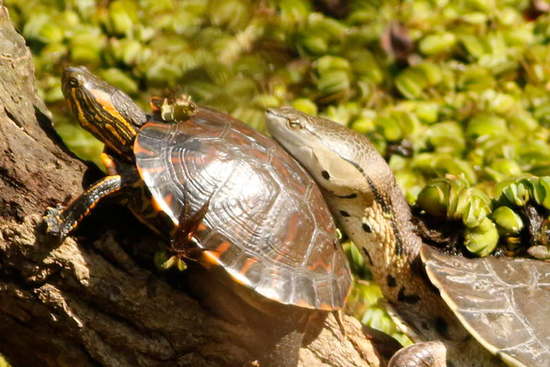 Tortuga pintada