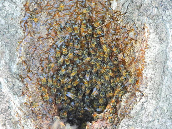 Abeja europea