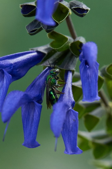 Abeja del sudor