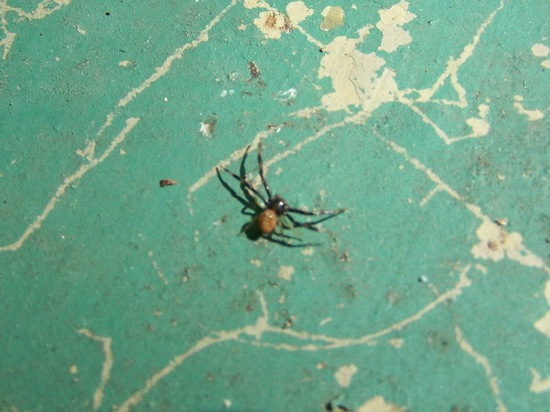 Araña cangrejo