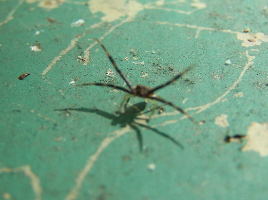 Araña cangrejo