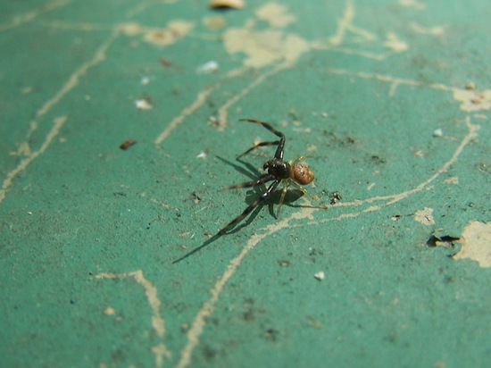 Araña cangrejo