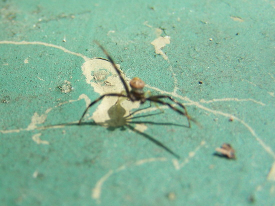 Araña cangrejo