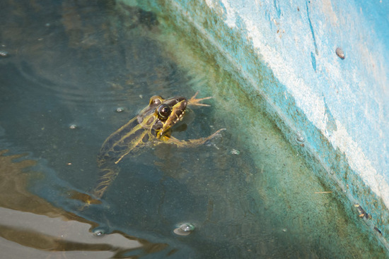 Rana criolla