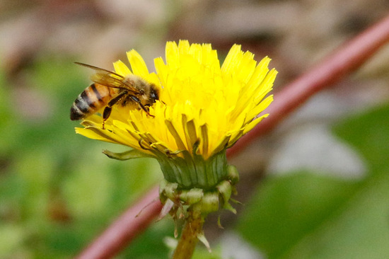 Abeja europea