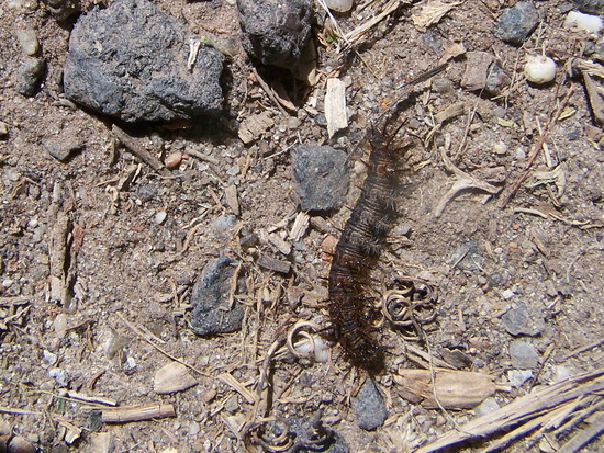 Perezosa