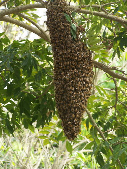 Abeja europea